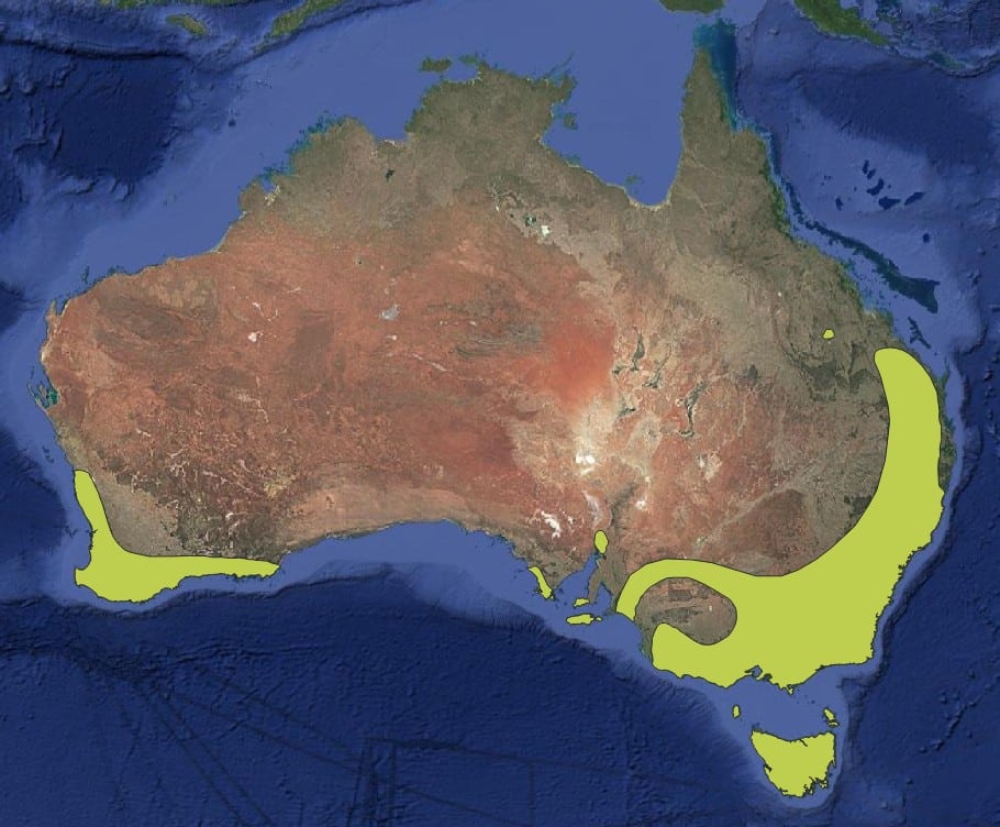 Map with coloured polygons showing global snake species ranges.